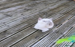 British Shorthair cats for sale: Adorable British shorthair kittens  - Image 9