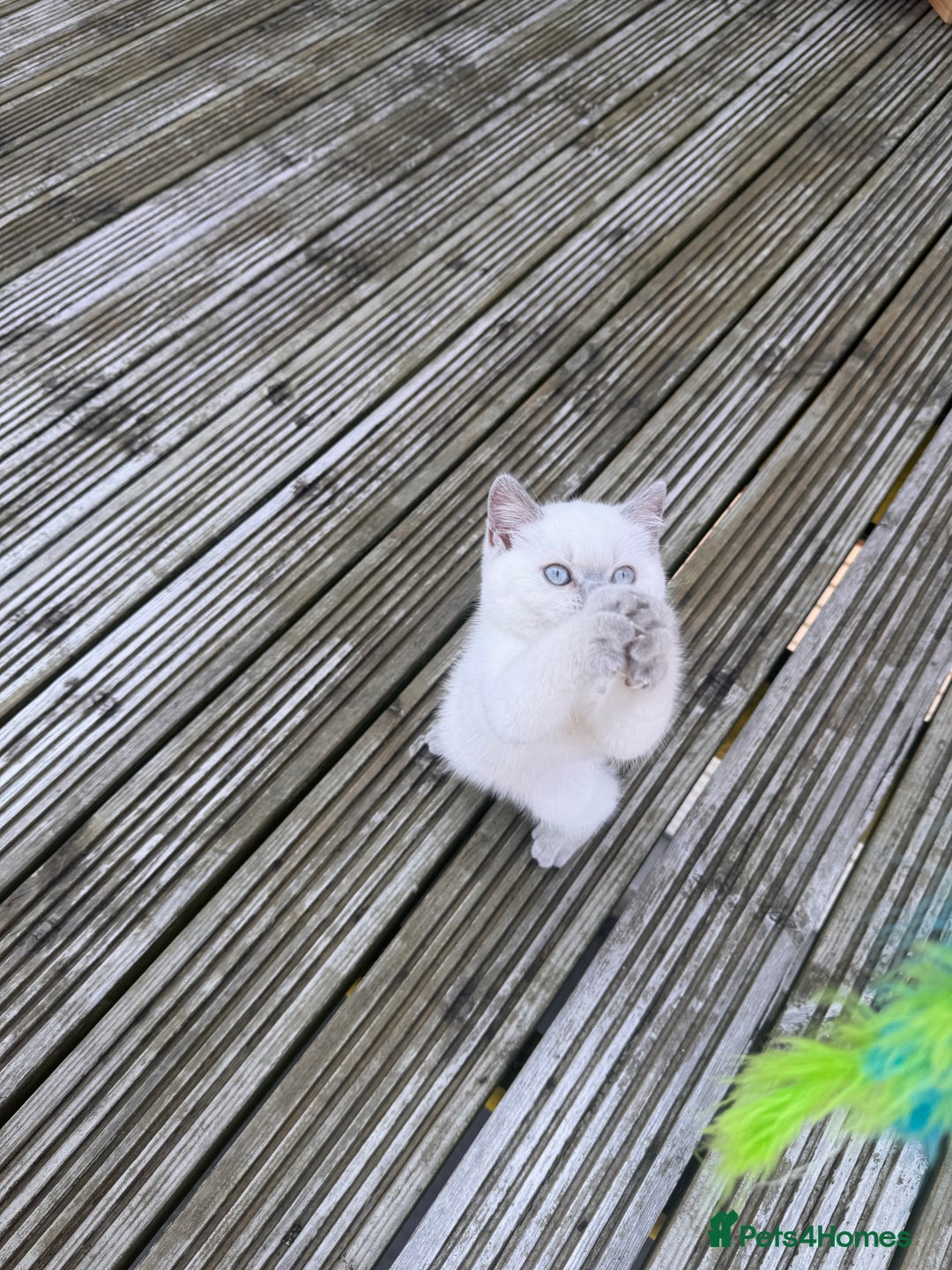 British Shorthair cats for sale: Adorable British shorthair kittens  - Image 9