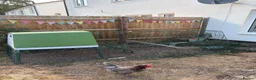 Chickens poultry for sale: Omlet eglu go up and two chickens - Advert 2