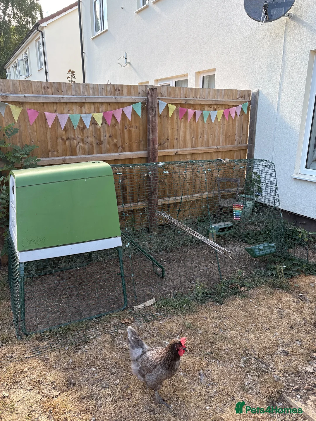 Chickens poultry for sale: Omlet eglu go up and two chickens - Advert 2