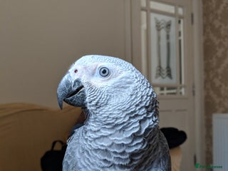 Parrots birds African Grey - Advert 1
