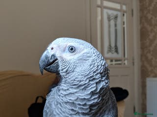 Parrots birds African Grey - Advert 13