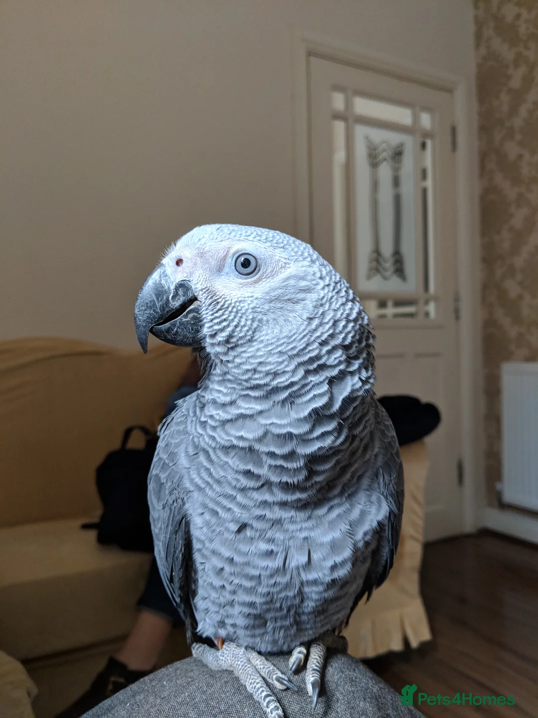 Parrots birds for sale: African Grey - Advert 1