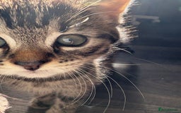 Mixed Breed cats for sale: Adorable kittens 🐈‍⬛ for sale. - Image 7