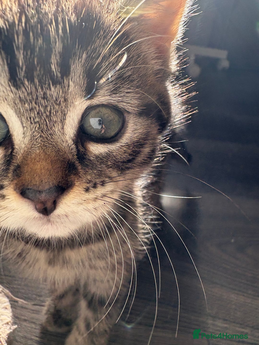 Mixed Breed cats for sale: Adorable kittens 🐈‍⬛ for sale. - Image 7