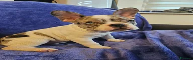 French Bulldog Puppy 4