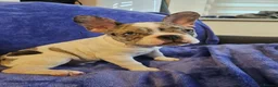 French Bulldog dogs for sale: French Bulldog Puppies – 3 Boys – Blue & Blue-Eyed - Advert 16