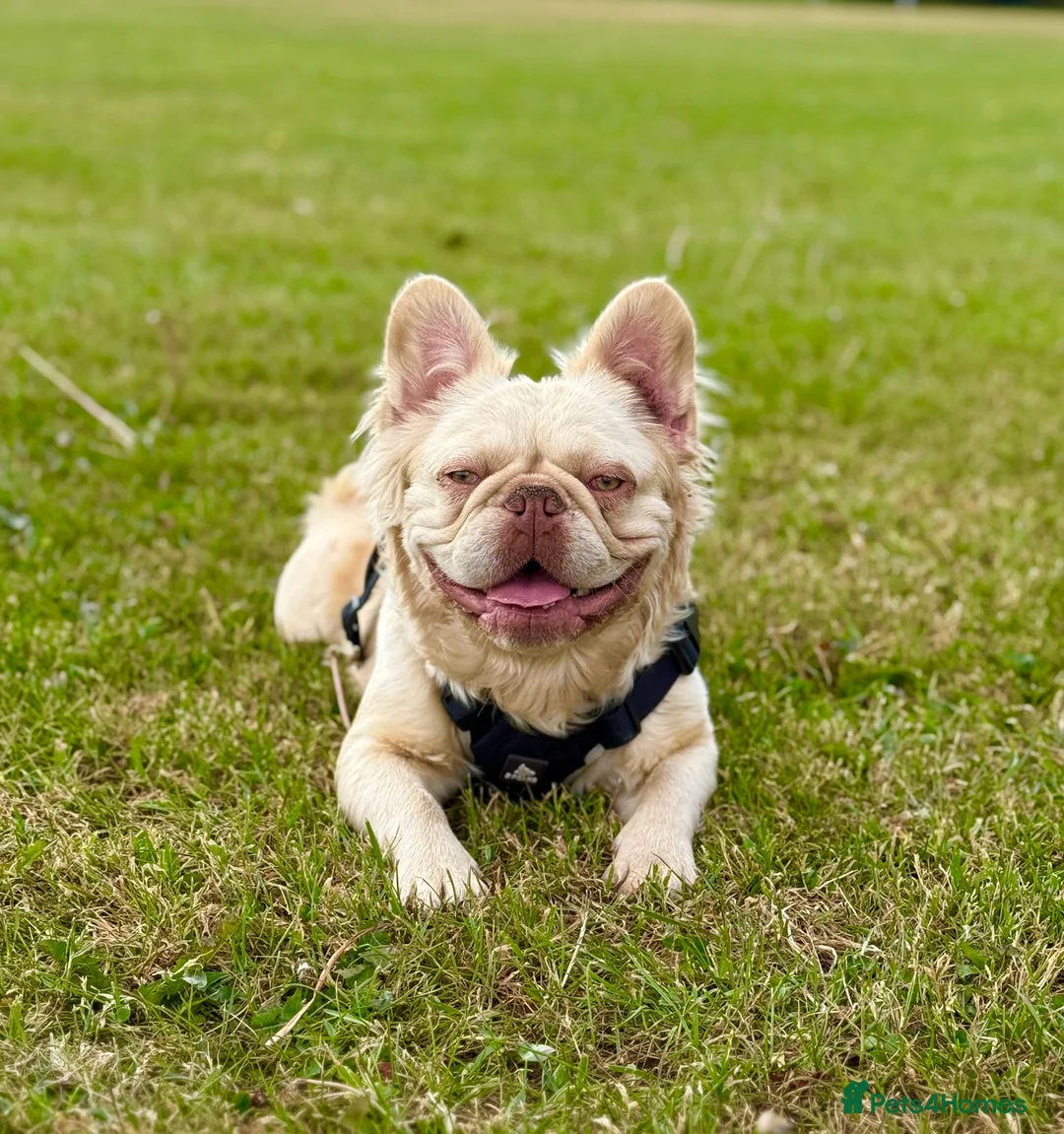 French Bulldog dogs for sale: 💥OUTSTANDING QUALITY FRENCHBULLDOG PUPS💥 - Advert 3