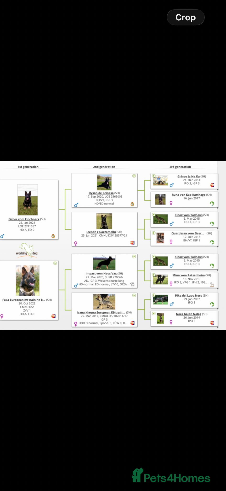 German Shepherd dogs Europe’s Elite line bred pedigree  - Advert 2