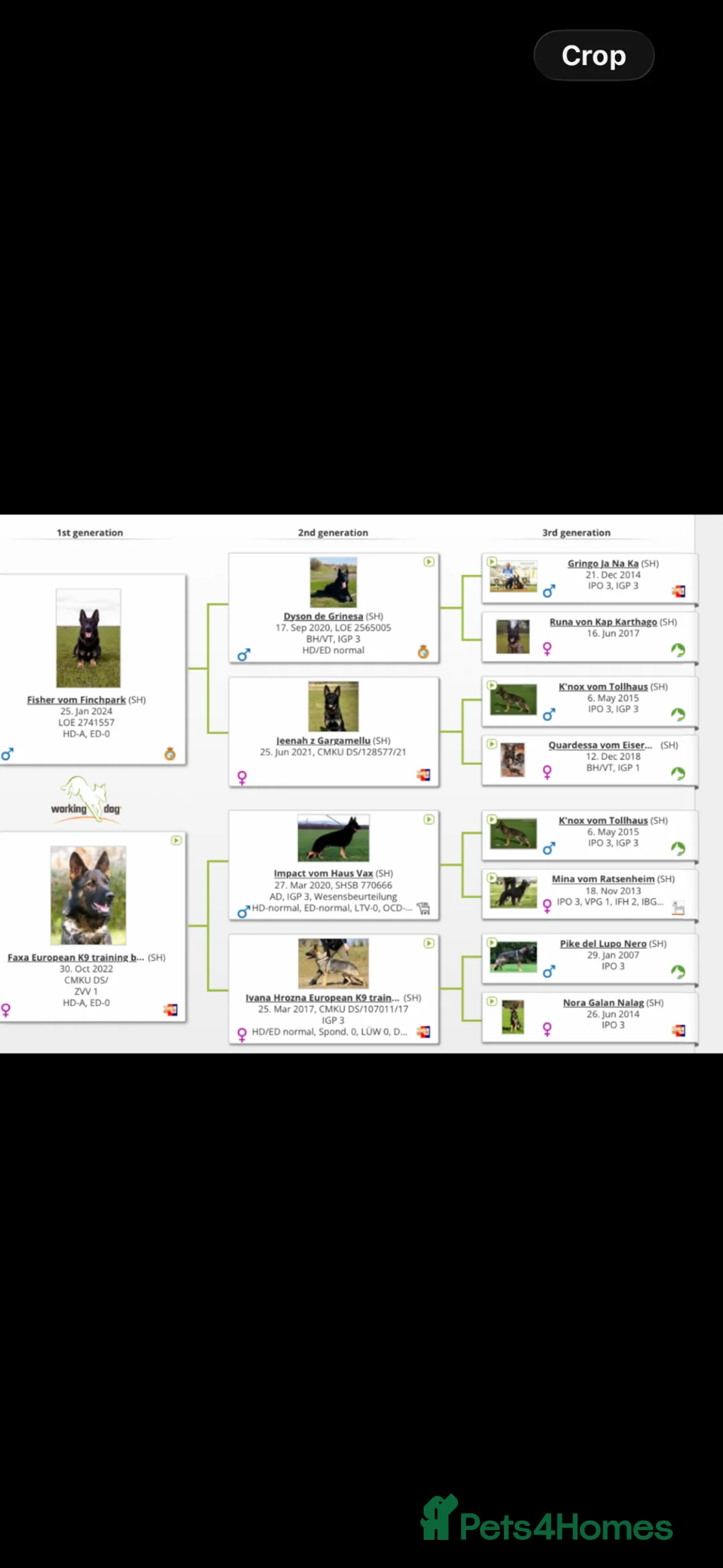 German Shepherd dogs for sale: Europe’s Elite line bred pedigree  in Wirral - Advert 2