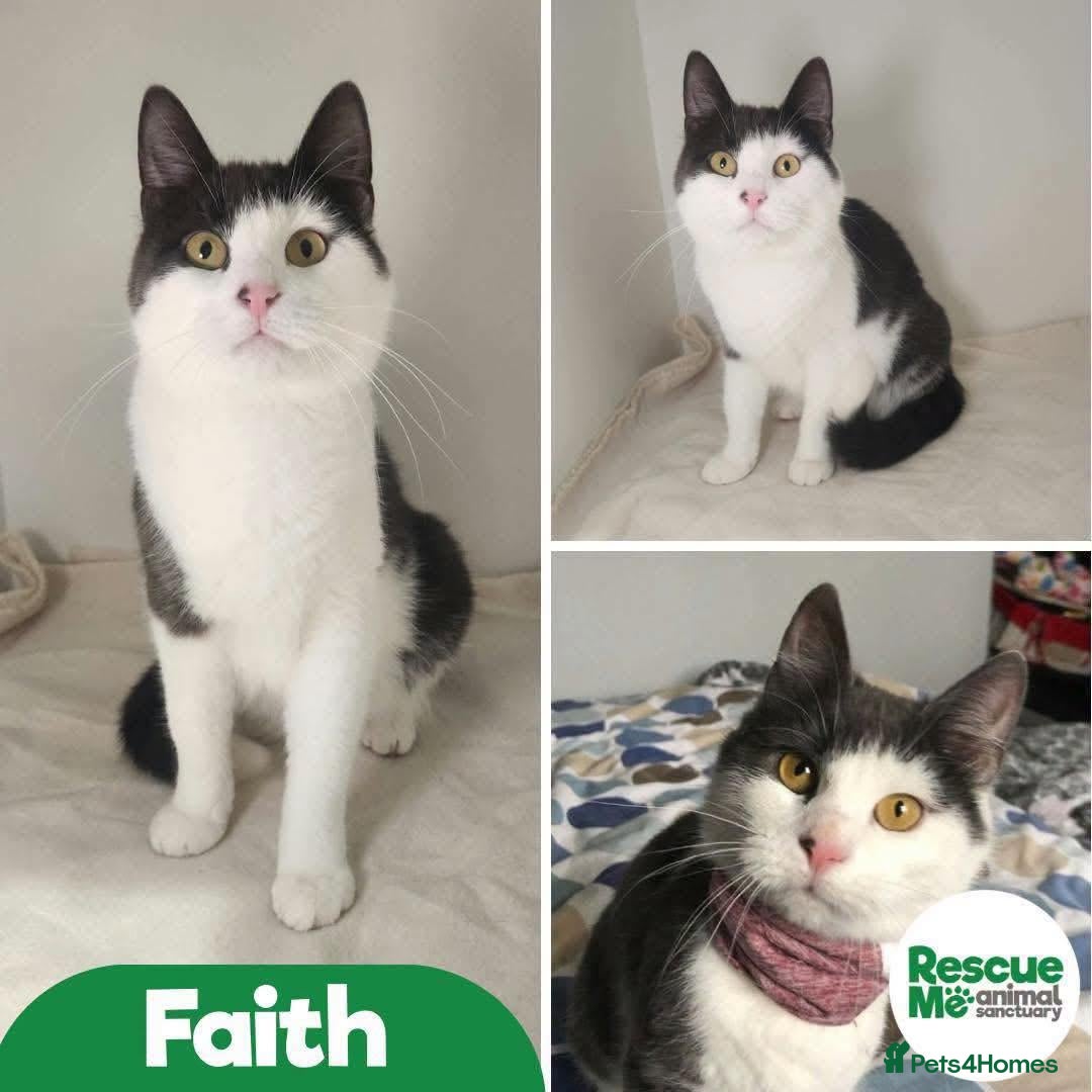 Mixed Breed cats for adoption: Faith - stunning girl - Advert 1