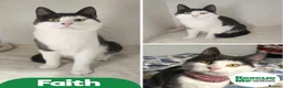 Mixed Breed cats for adoption: Faith - stunning girl in Liverpool - Advert 1
