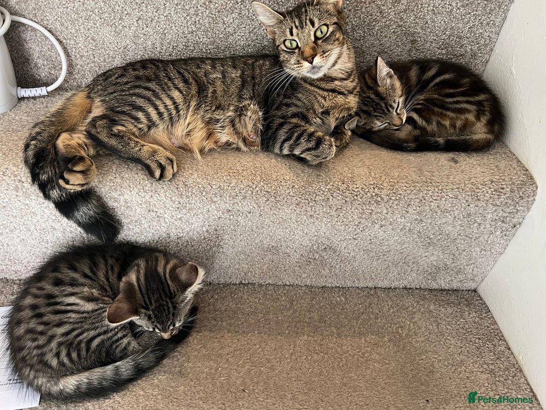 Mixed Breed cats for sale: Beautiful Kittens – Health Checked & Chipped - Image 10