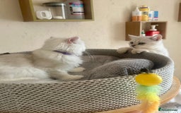 Scottish Fold cats for sale: Scottish Kittens – Fold & Straight – Ready Now - Image 34