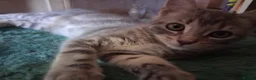Mixed Breed cats for sale: ⭐️🐈SUPERB BENGAL X RUSSIAN BLUE 🐈⭐️ in Hatfield - Advert 27