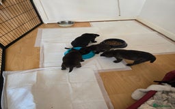 Mixed Breed dogs for sale: 4 pups - Image 11