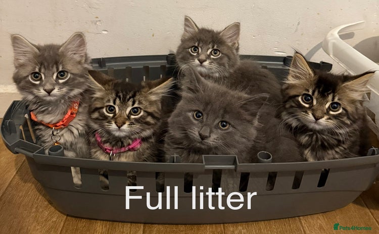 Mixed Breed cats - Advert 2