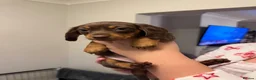 Miniature Dachshund dogs for sale: Beautiful Miniature Dachshund - Advert 8
