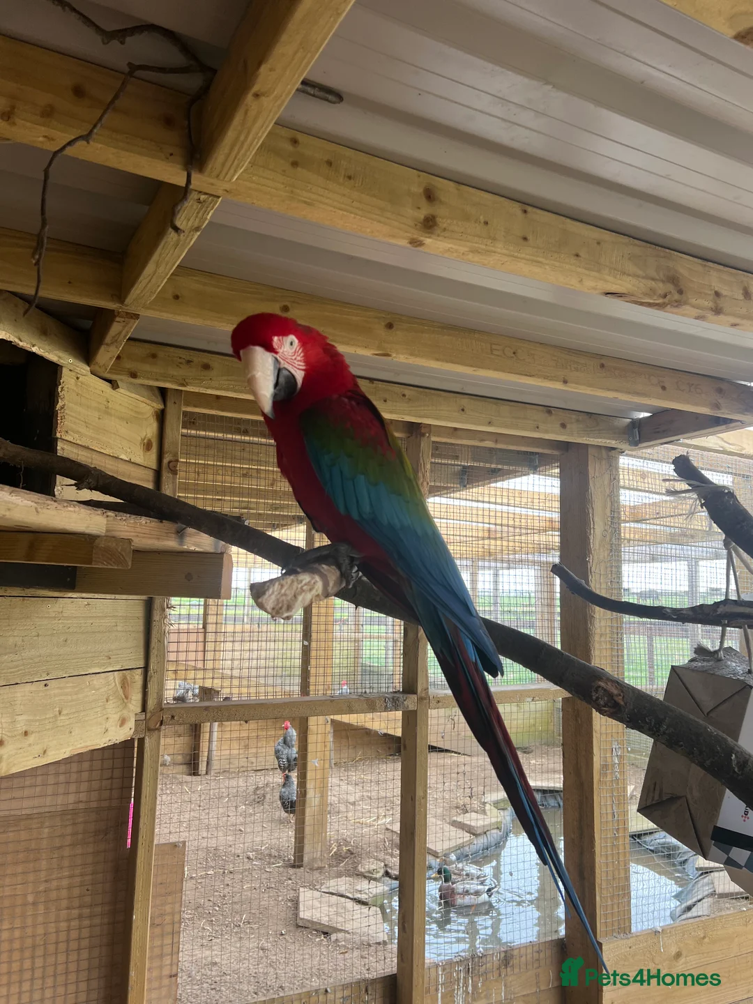 Macaws birds for sale: 3 x Macaws - Advert 1