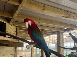 Macaws birds 3 x Macaws - Advert 5