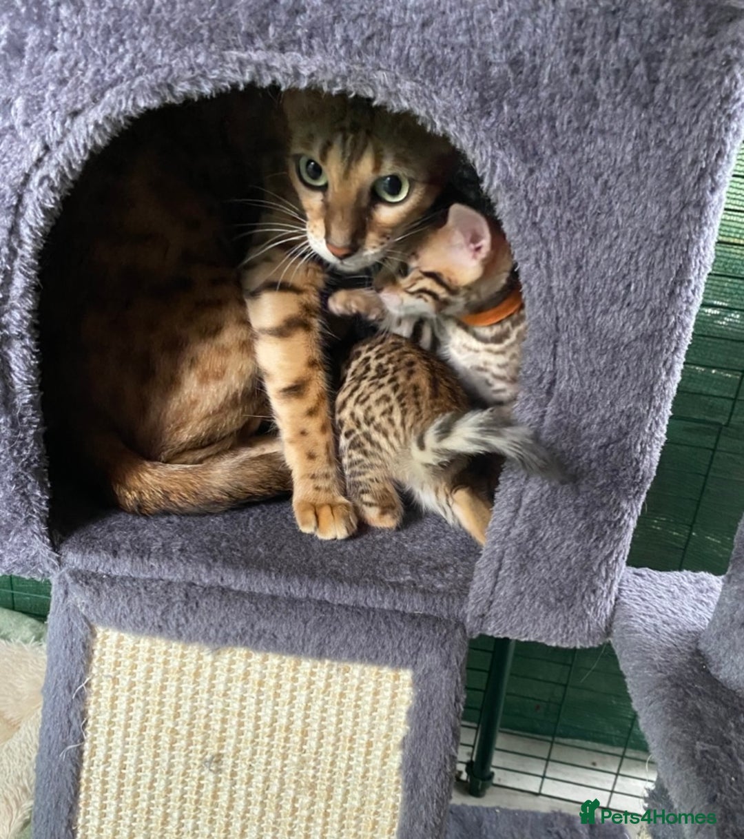 Bengal cats for sale: Health Tested TICA 🩷Bengal female kittens  - Image 9