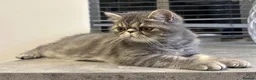 Exotic cats for sale: Beautiful Exotic x Persian Kittens ⭐️ - Advert 4