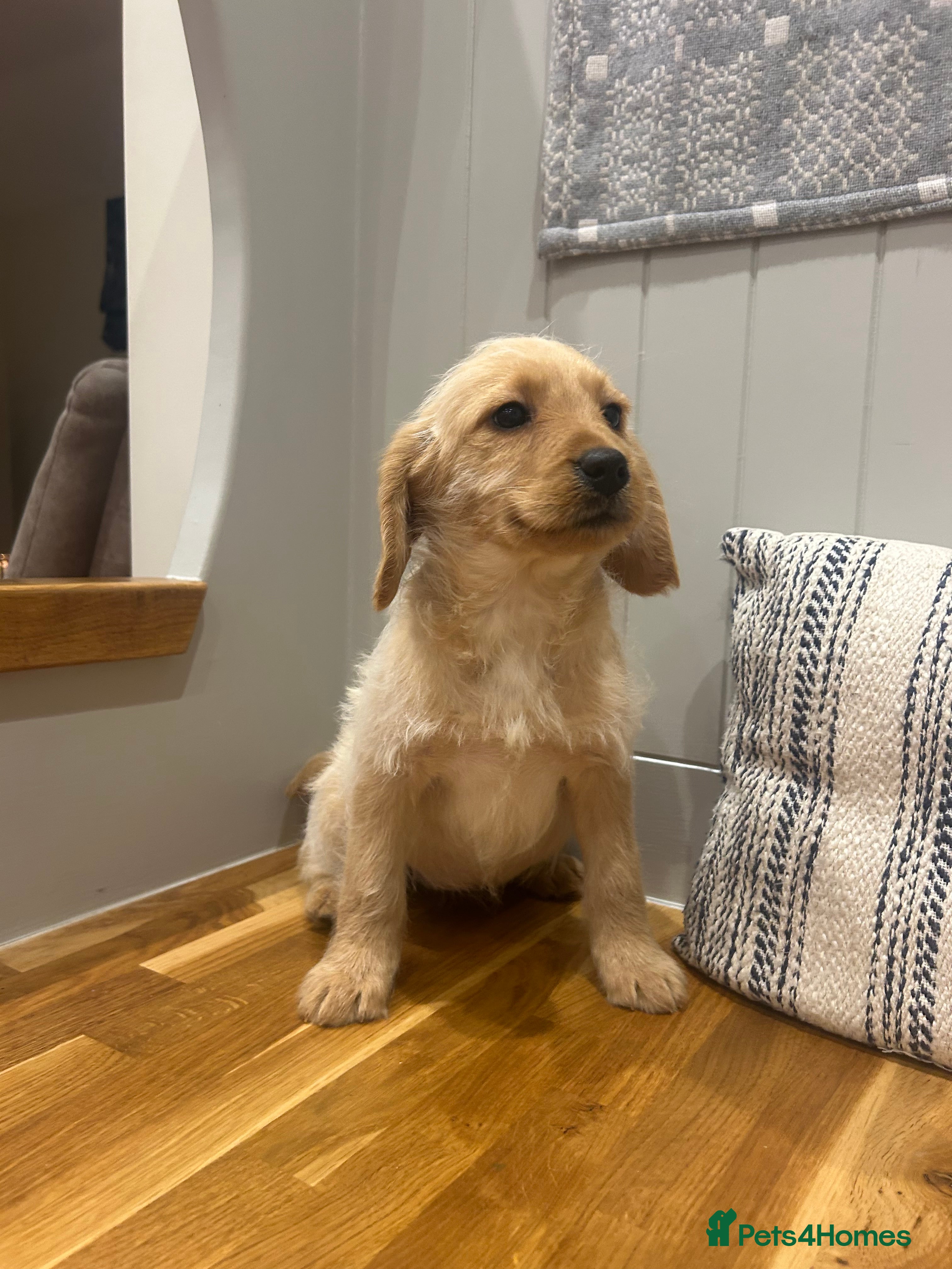 Labradoodle dogs  Labradoodle girls - Advert 17