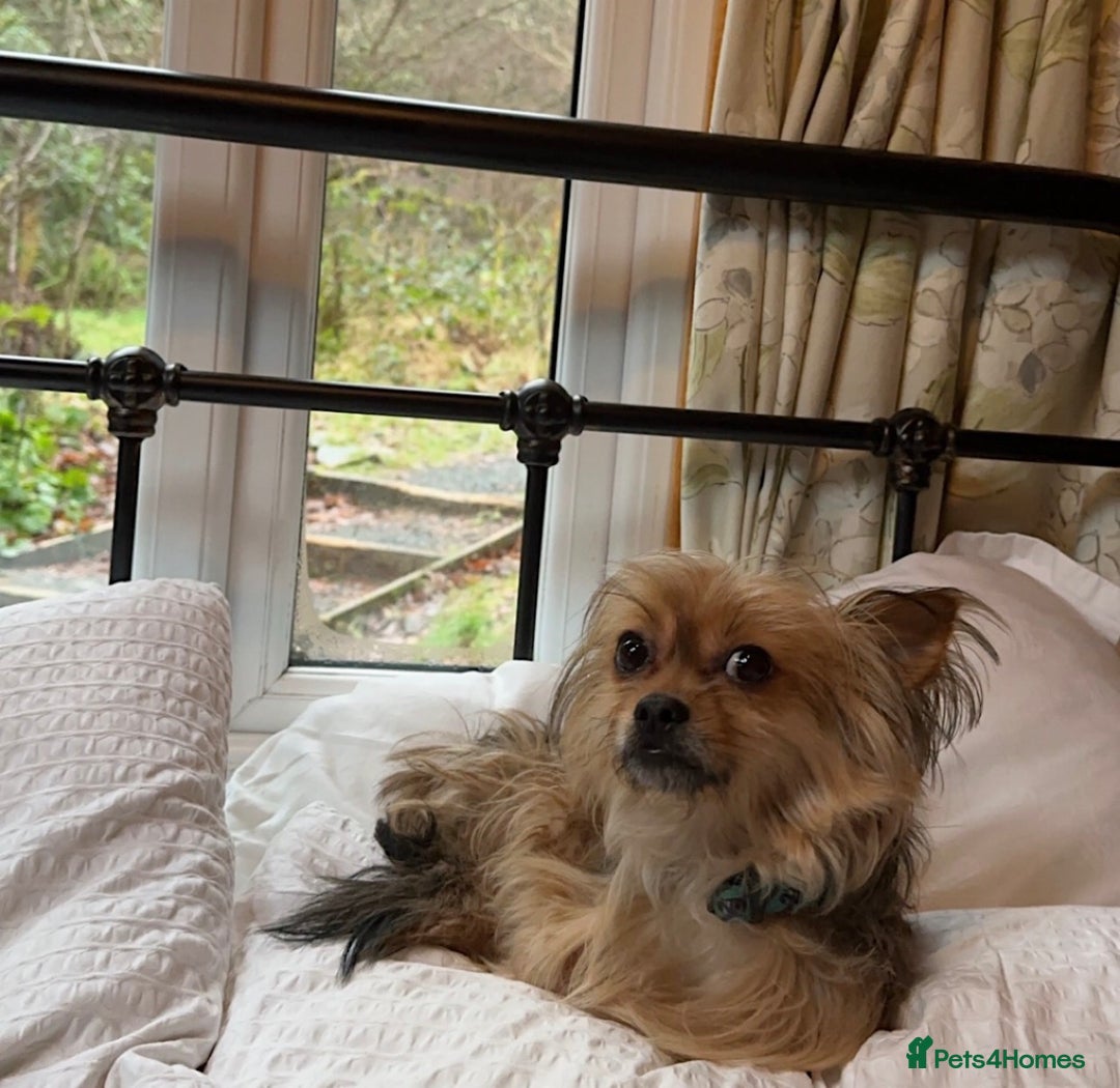 Chorkie dogs for sale: 5 year old male chorkie - Advert 7