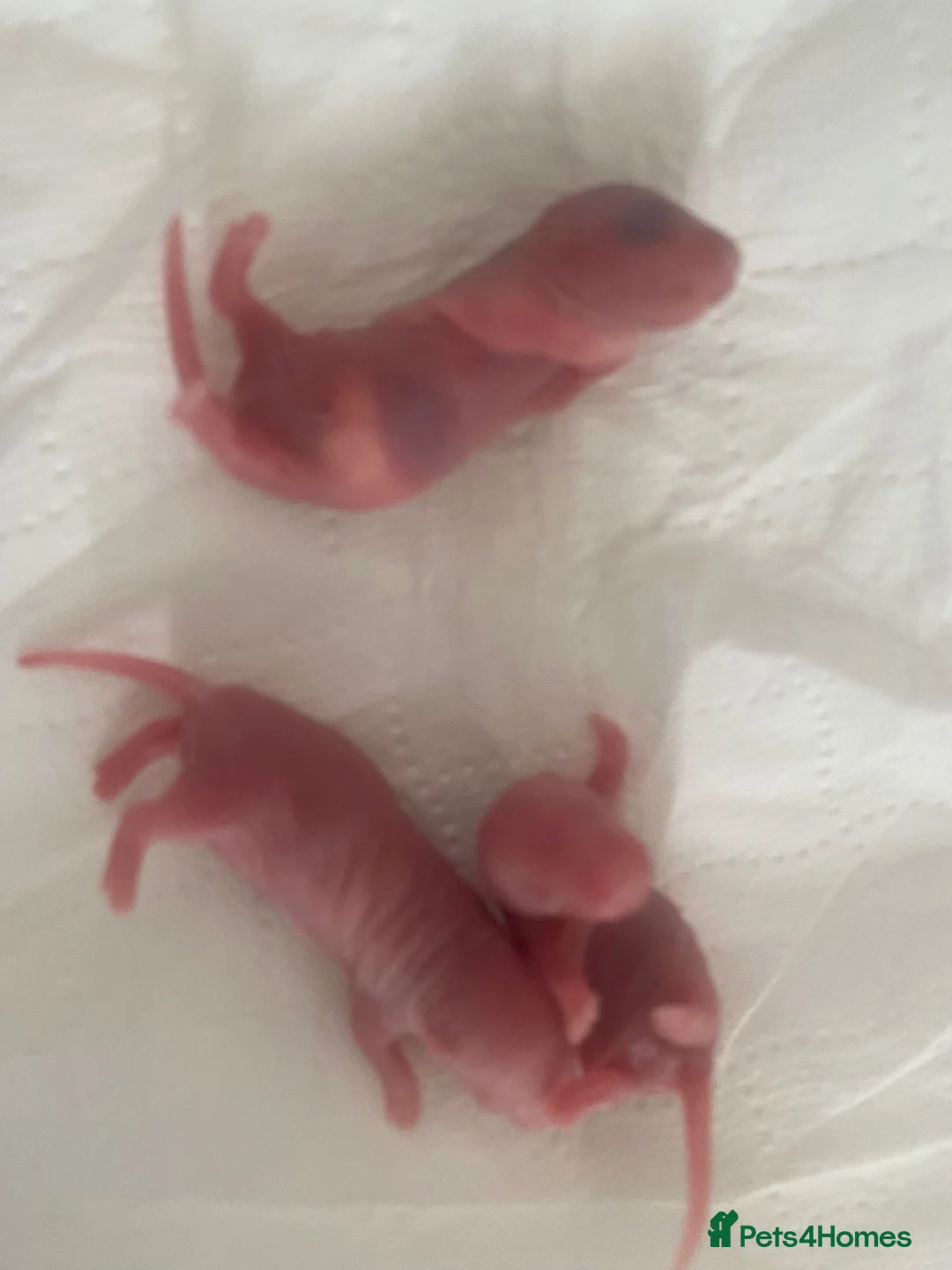 Rat rodents for sale: Baby rats ready beginning of August  - Advert 2