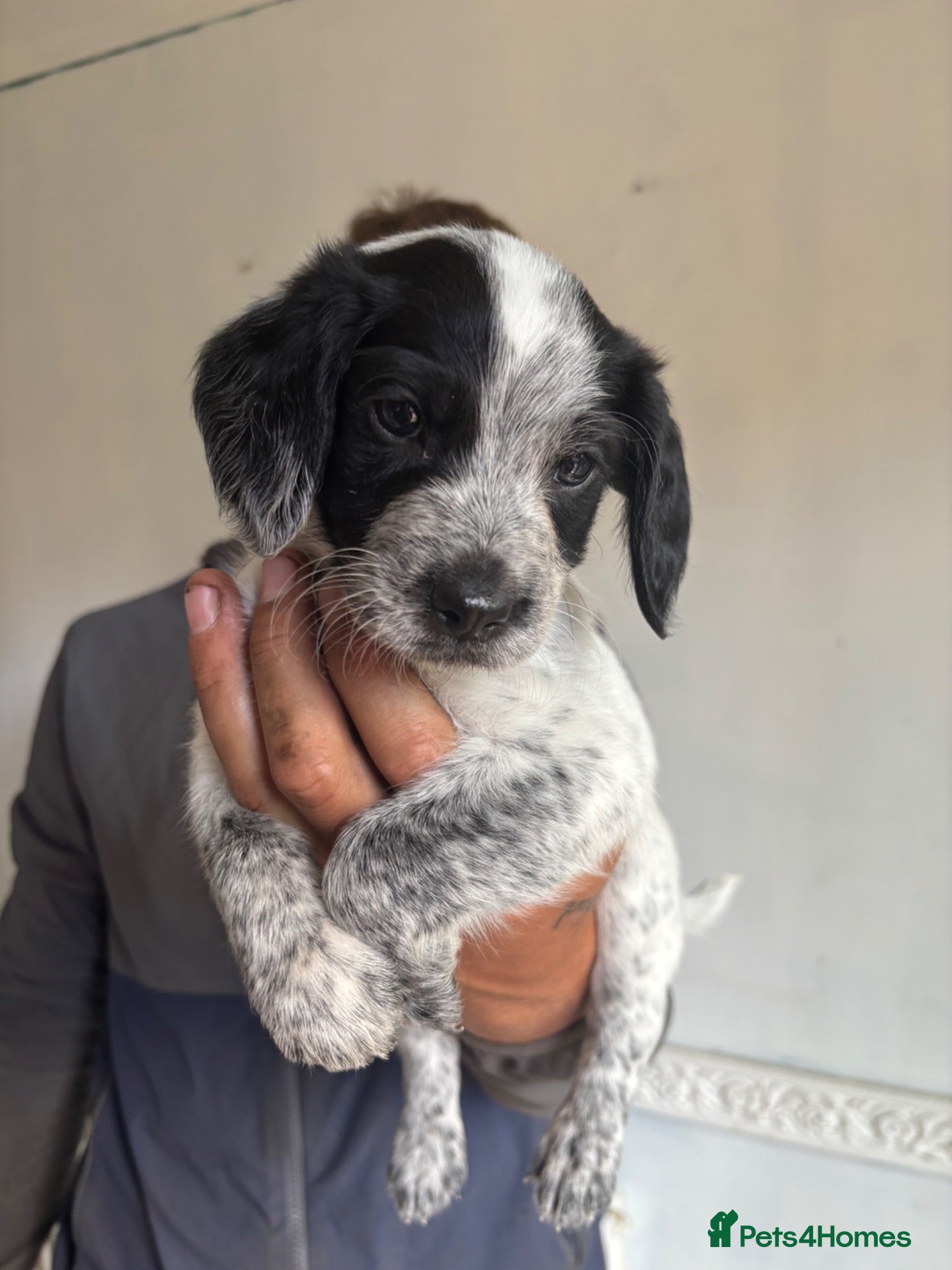 Mixed Breed dogs Patterdale x cocker spaniel  - Advert 2