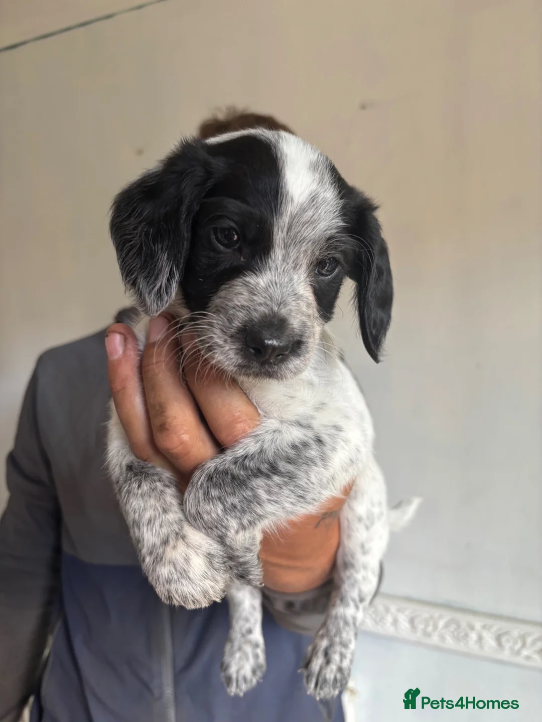 Mixed Breed dogs for sale: Patterdale x cocker spaniel  in Worksop - Advert 2
