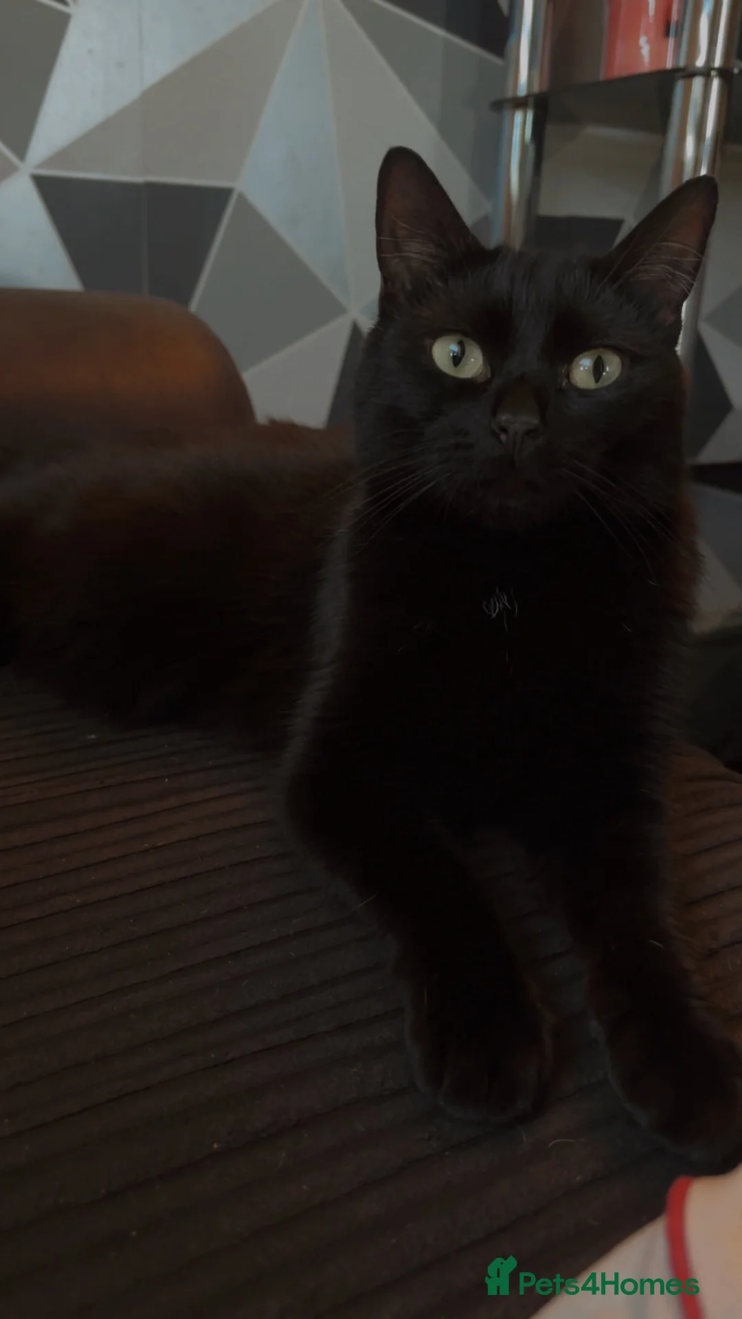 Bombay cats for sale: 4 year old female - Advert 1