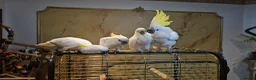Cockatoo birds for sale: 9-Week-Old Triton Cockatoo Chicks Available - Advert 7