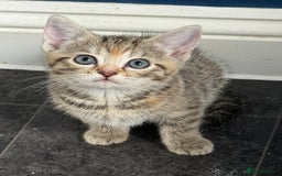 British Shorthair cats for sale: Golden tabby girl  - Image 1