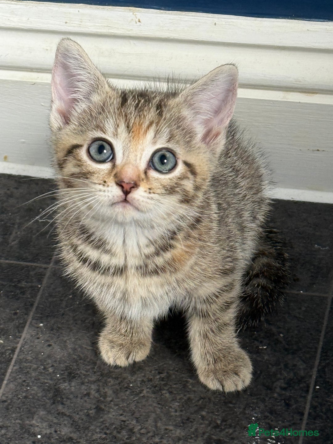 British Shorthair cats for sale: Golden tabby girl  - Image 1
