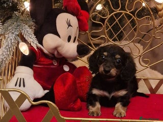 Miniature Dachshund dogs Only Two Teenie Girls Left Mini Long Coats - Advert 16