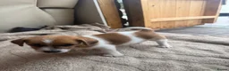 Jack Russell dogs for sale: Short legged, smooth coat/long coat jack russels in Burton-on-Trent - Advert 11