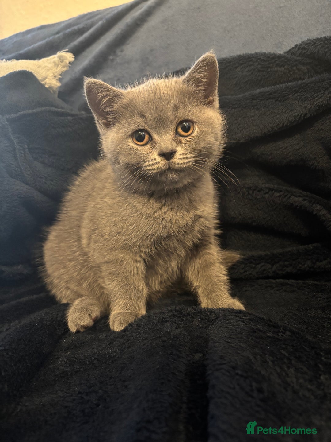 British Shorthair cats for sale: Cutie Female British Short Hair - Image 3