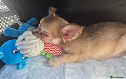 Chihuahua dogs for sale: Have 4 beautiful full chihuahua pups  - Image 2