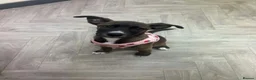 Mixed Breed dogs for sale: Cane corso x husky - Advert 2