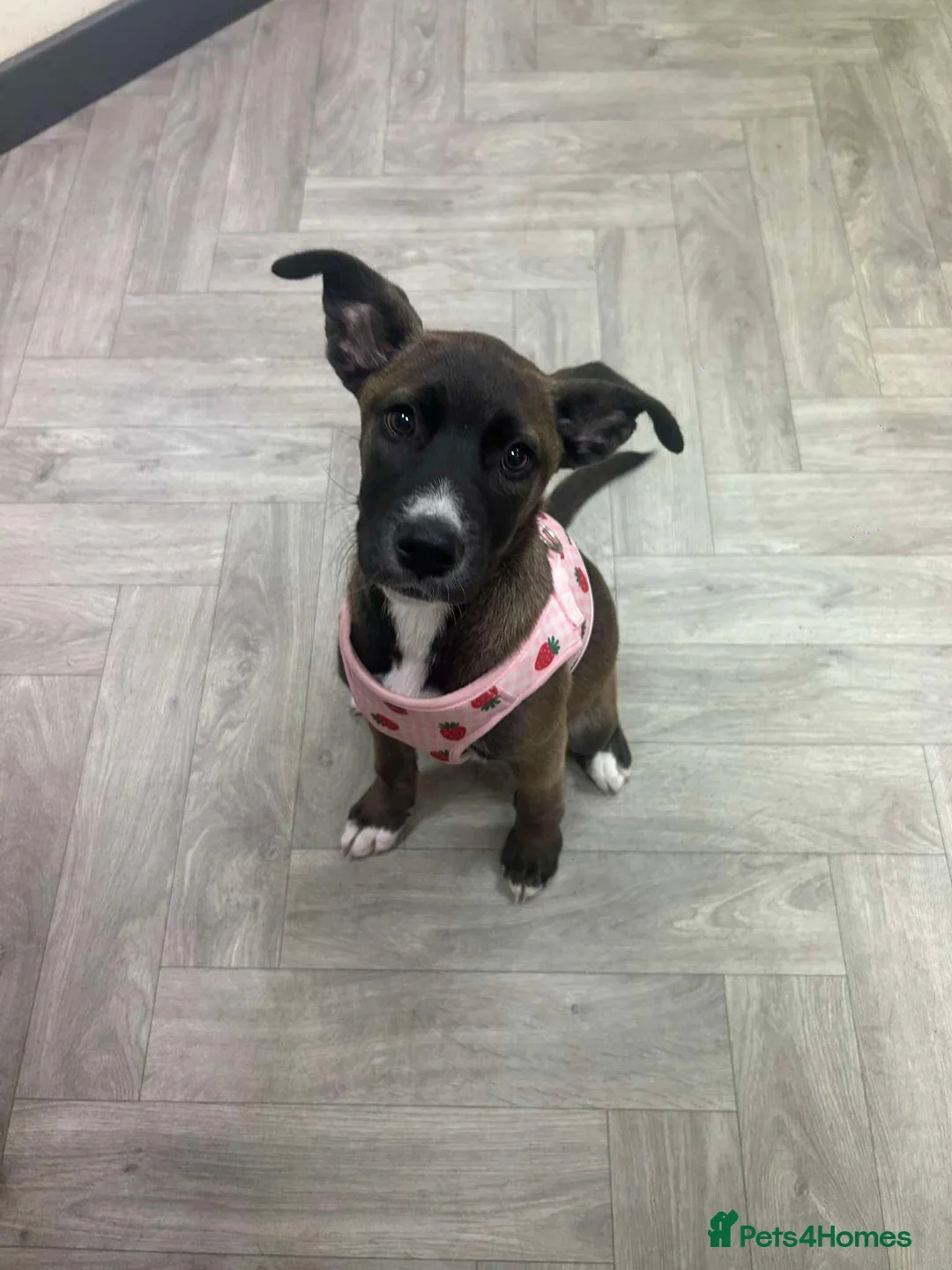 Mixed Breed dogs for sale: Cane corso x husky - Advert 2