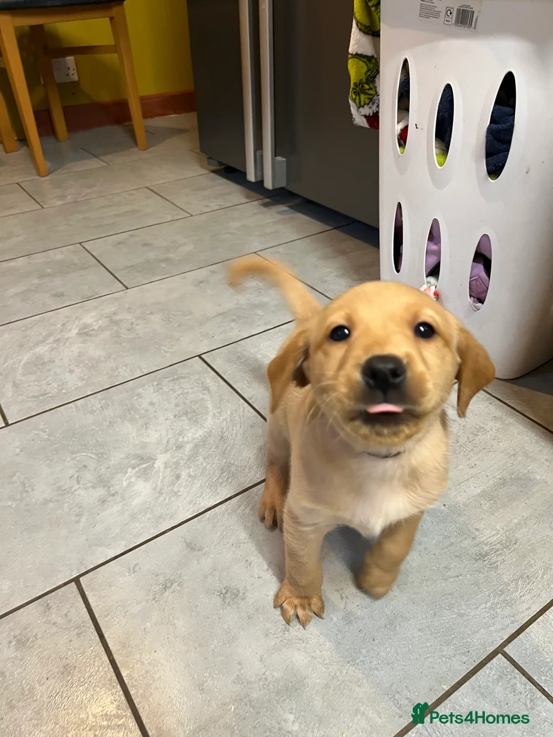 Labrador Retriever dogs for sale: Only one left KC Fox Red Labrador Puppies - Advert 4