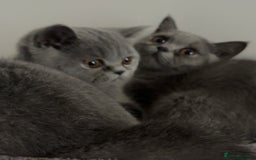 British Shorthair cats for sale: **Last blue girl available** - Image 4