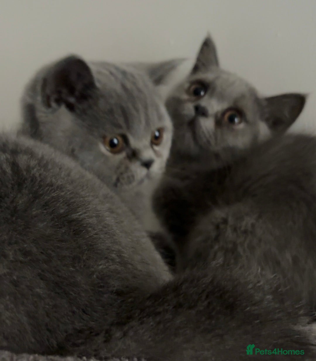 British Shorthair cats for sale: **Last blue girl available** - Image 4