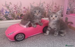 Maine Coon cats for sale: Maine Coon Kittens Parents Fully Health Tested - Image 16