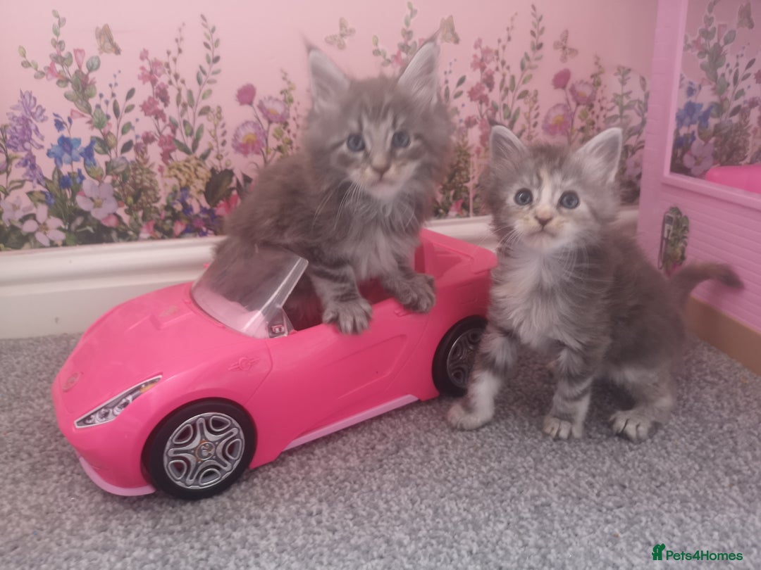 Maine Coon cats for sale: Maine Coon Kittens Parents Fully Health Tested - Image 16