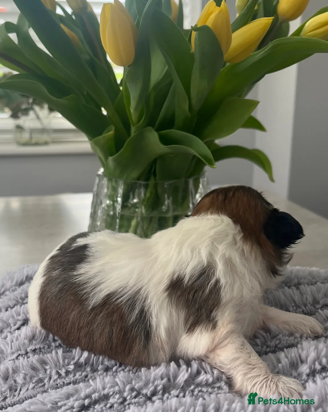 Shih Tzu dogs for sale: Shihtzu puppies for sale in Stoke-on-Trent - Advert 13