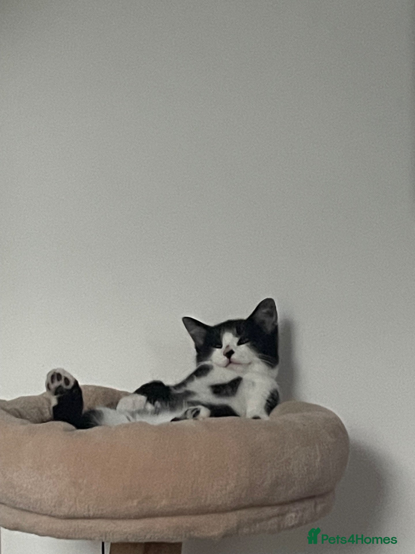 Mixed Breed cats Rehoming gorgeous boy  - Advert 14