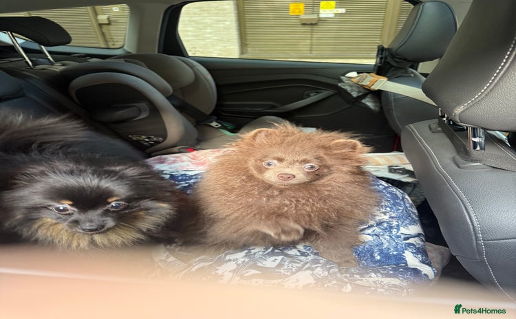 Pomeranian dogs Lilac girl - Advert 17