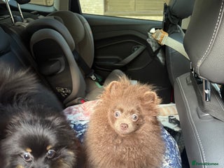 Pomeranian dogs Lilac girl - Advert 17